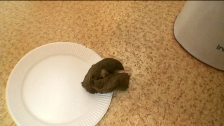 ODV-277 下品に豪快大脱糞 実家で絶叫レースクイーン Defecation Amateur スカトロ Scat