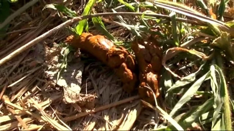 GCD-723 パーフェクトうんち 密着4日間 5脱糞 瀬戸友里亜 Yuria Seto Scat レイディックス