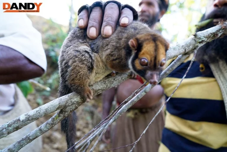AVOP-108 野生の王国2015 橘花音 地球最後の秘境で5万年前から変わらぬ生活を続ける原住民に日本のエロ文化を手取り足取り教えて生でヤる Cowgirl Voyeur 黒人 サックン フェラ Skirt (Voyeur) AV OPEN 2015