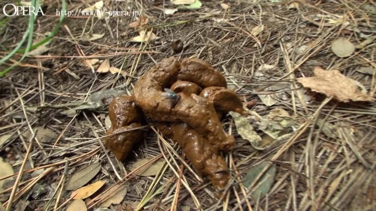 OPUD-182 脱糞アナルモザ無し 湘南 野グソ盗撮20名 投稿 Toilet Defecation