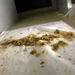 VRXS-002 天下下品 ザッツお下劣パラダイス 超・素人うんこ面接 Humiliation Defecation
