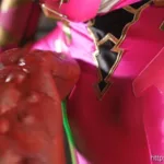 SPSF-51 Igarashi Kiyoka ヒロインスーツ堪能 怪獣戦隊ジュウカイザー ジュウピンク Fighting Action GIGA（ギガ）