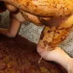 ODV-517 ぽちゃスカ大便せっくす 3 Anal Ootsuka Furoppi- Defecation